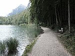 Alpsee-Rundweg - Image 20