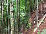Alpenrosenweg-Rundwanderung - Image 11