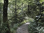 Alpsee-Rundweg - Image 5